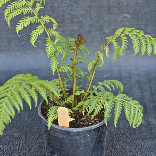 Бен Тен порно